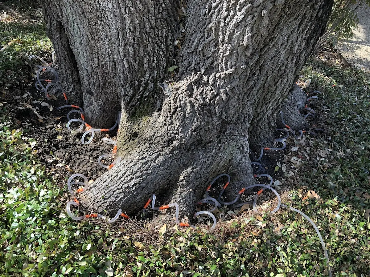 Detailed Tree Cabling and Bracing job site in Denhoff