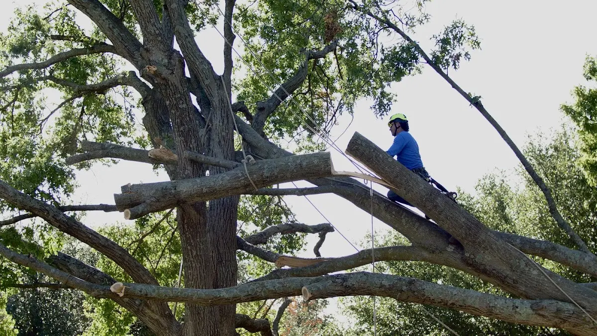 Professional Hazardous Tree Removal performed by certified arborists in Denhoff