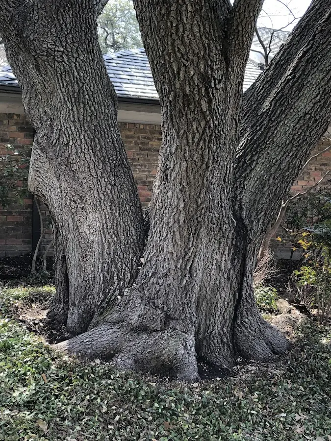 Mature heritage tree close to a Denhoff property cared for by certified arborists